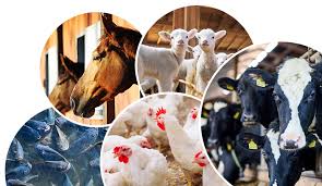 Read more about the article ANIMAL HUSBANDRY with JammyFarm