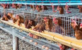 You are currently viewing Teaching the art and science of Poultry farming