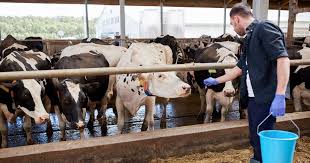 Read more about the article cow farm