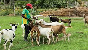 A Walk Through Goat farming