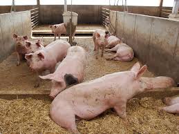 You are currently viewing Pig farming