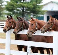 Read more about the article Horse farming